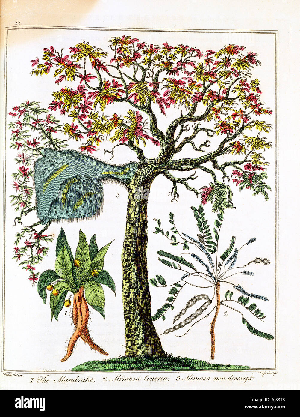 Mandrake, Sensitive Plant, and Acacia, c1795. Artist: Unknown Stock Photo