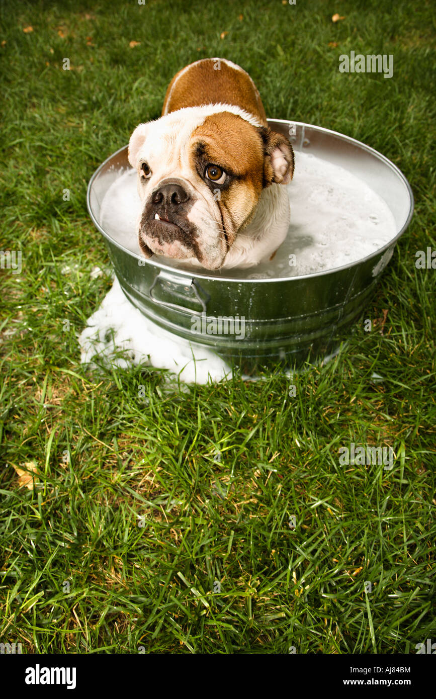 Bulldog bath best sale