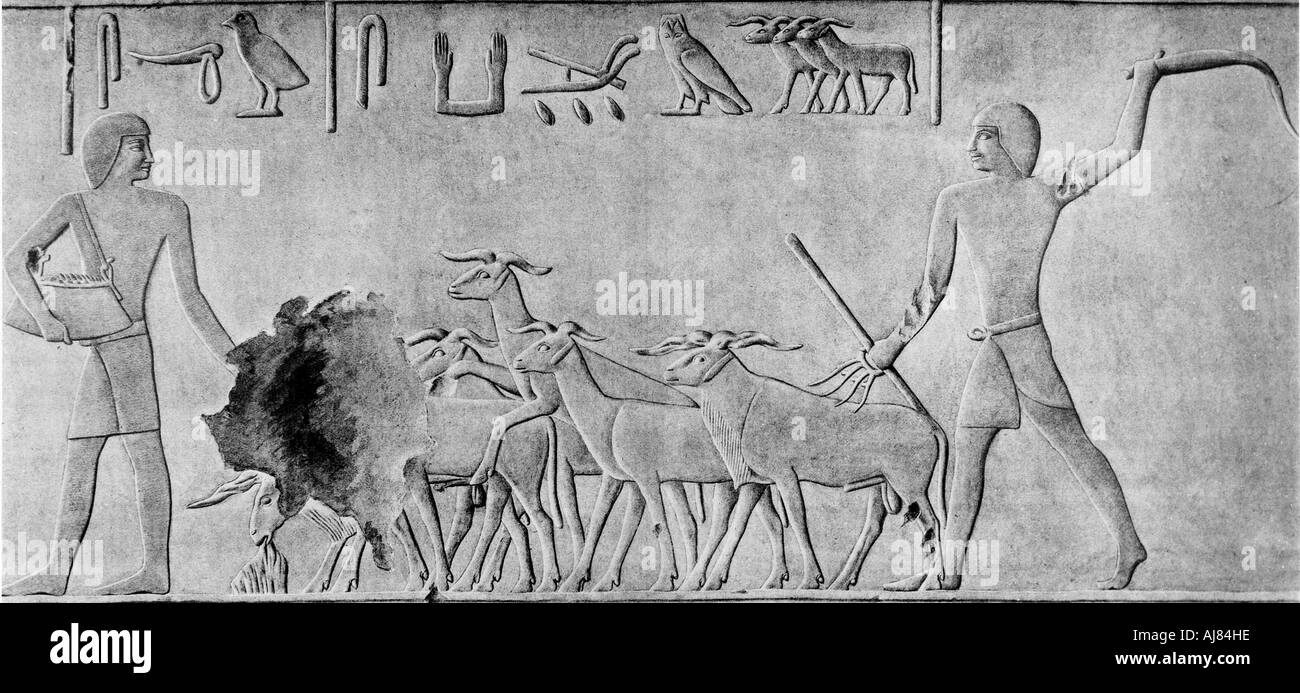 Sheep treading in seed, Ancient Egyptian tomb relief carving, c2000 BC. Artist: Unknown Stock Photo