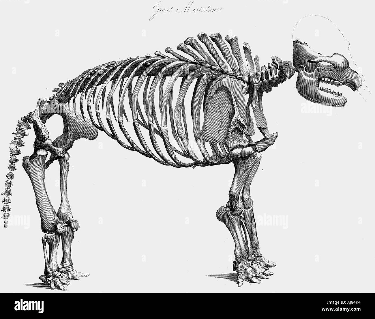 Giant mastodon skeleton, 1830. Artist: Unknown Stock Photo