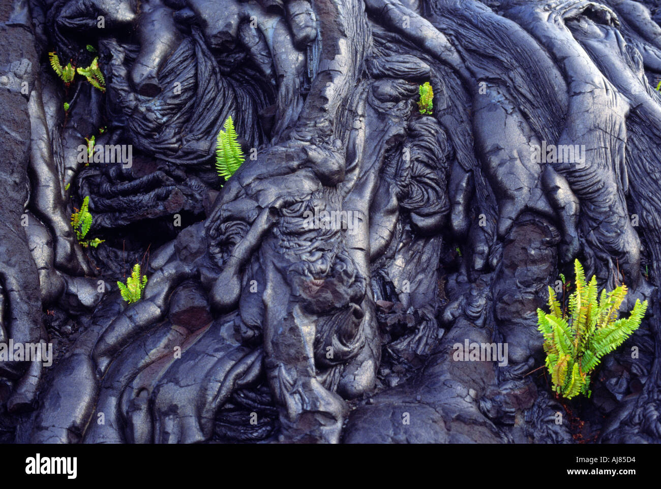 Two-year old pahoehoe lava along Chain of Craters Road Volcanoes National Park Hawaii Stock Photo