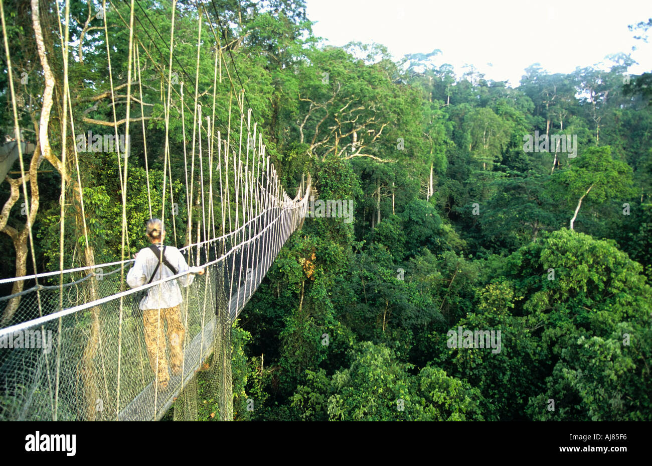 Canopy walkway, Kakum National Park, Ghana Stock Photo Alamy