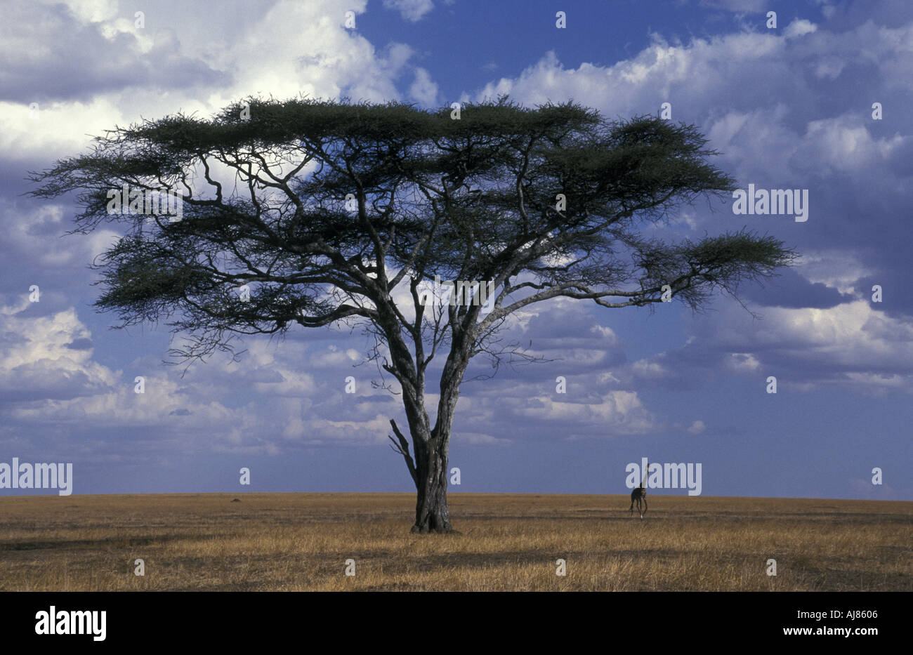 Acacia and distant giraffe Seregeti Tanzania Stock Photo
