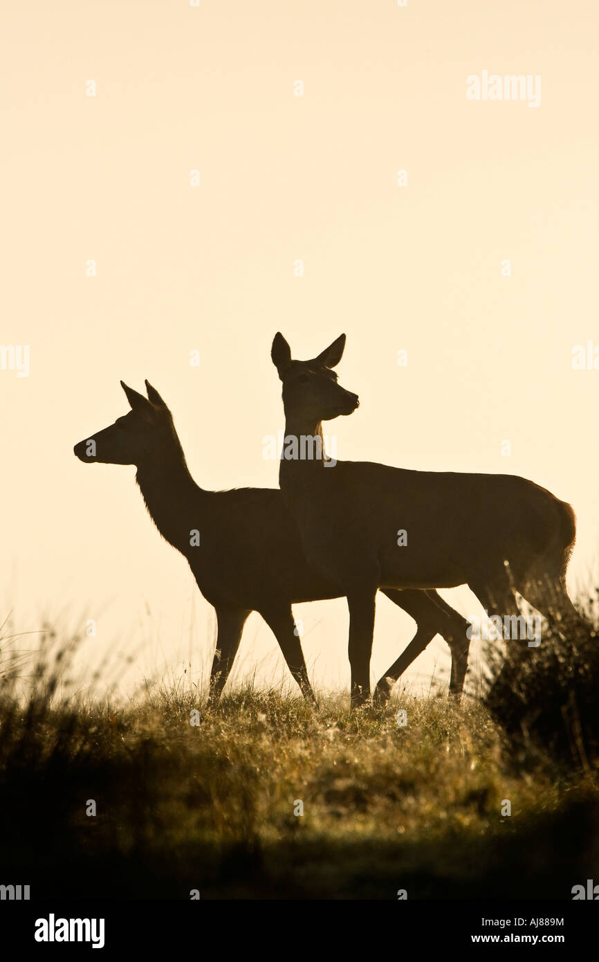 Red deer Cervus elaphus hinds standing looking alert backlit against fog Richmond Park London Stock Photo