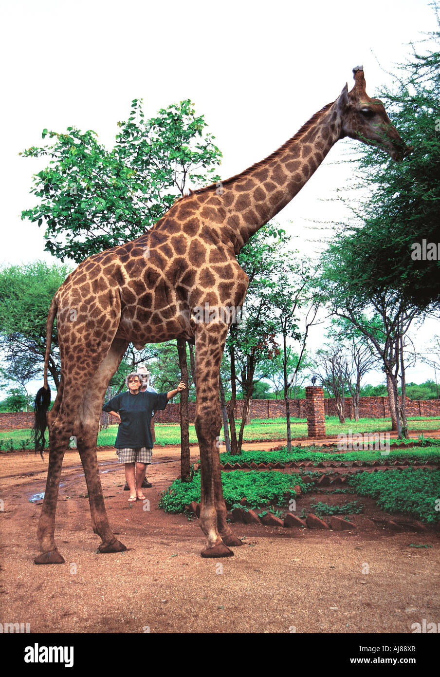 A white couple seen through the legs of a tame Common Giraffe at Bubi