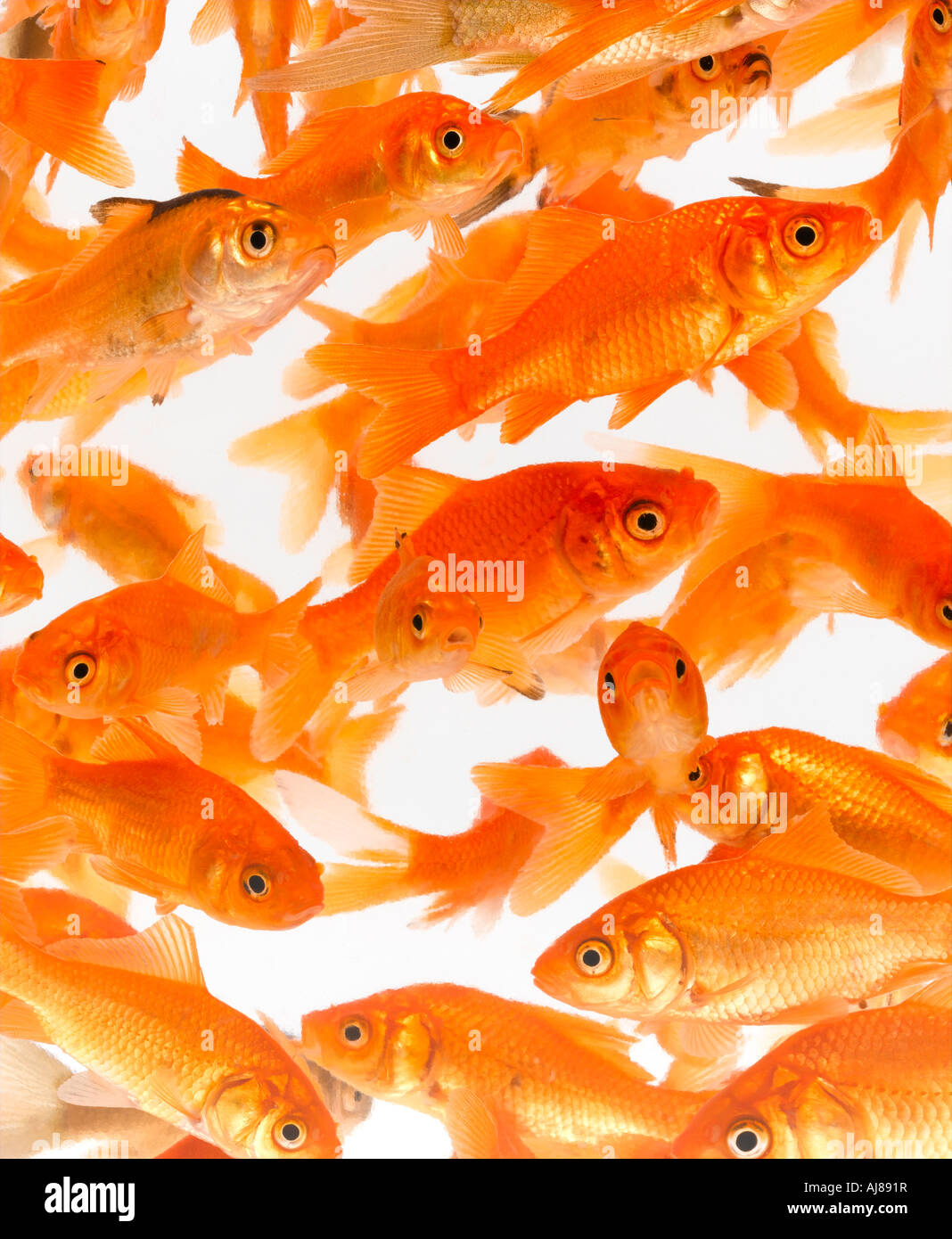 goldfish  close together Stock Photo