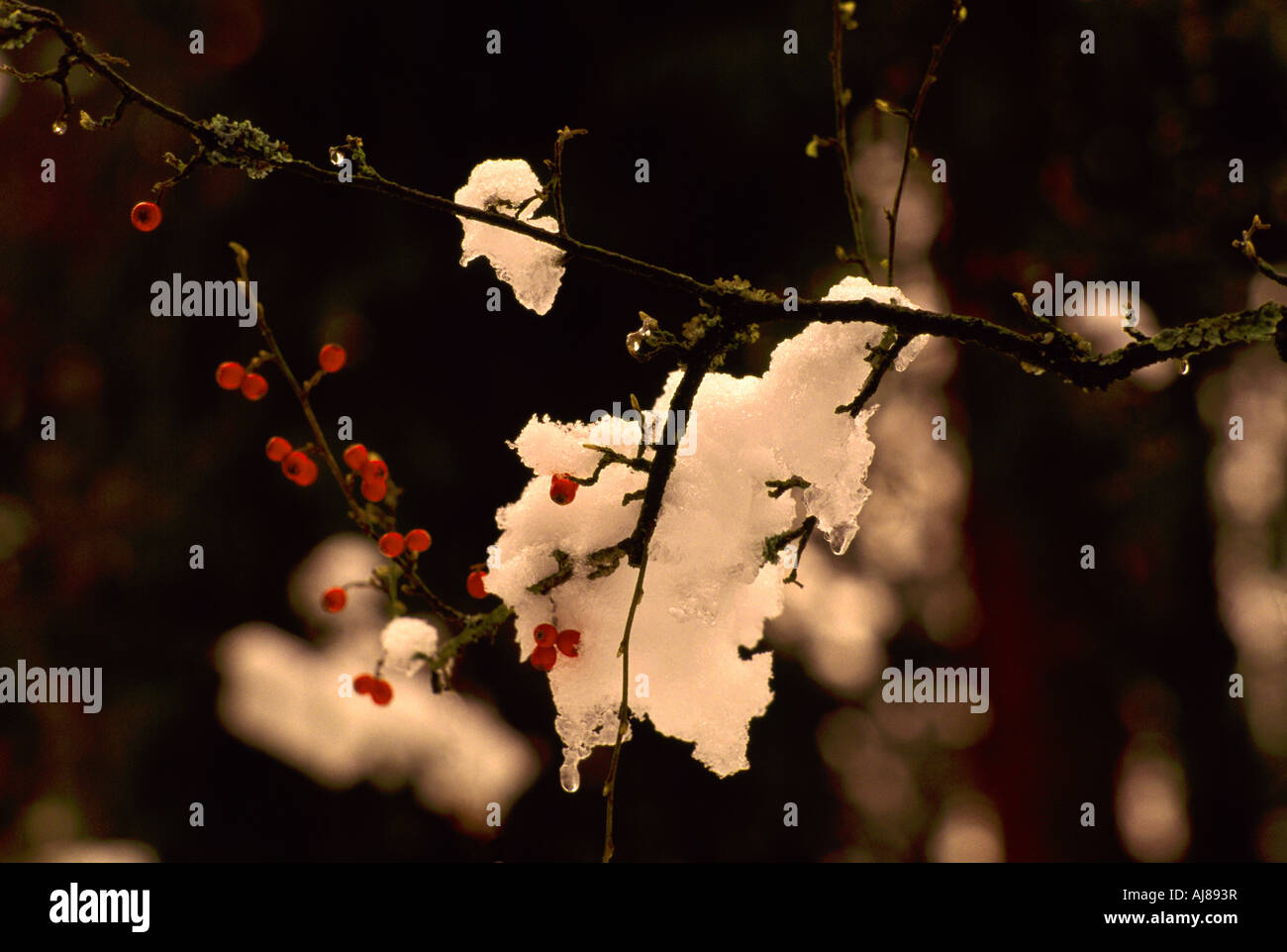 Winter berries snow hi-res stock photography and images - Alamy