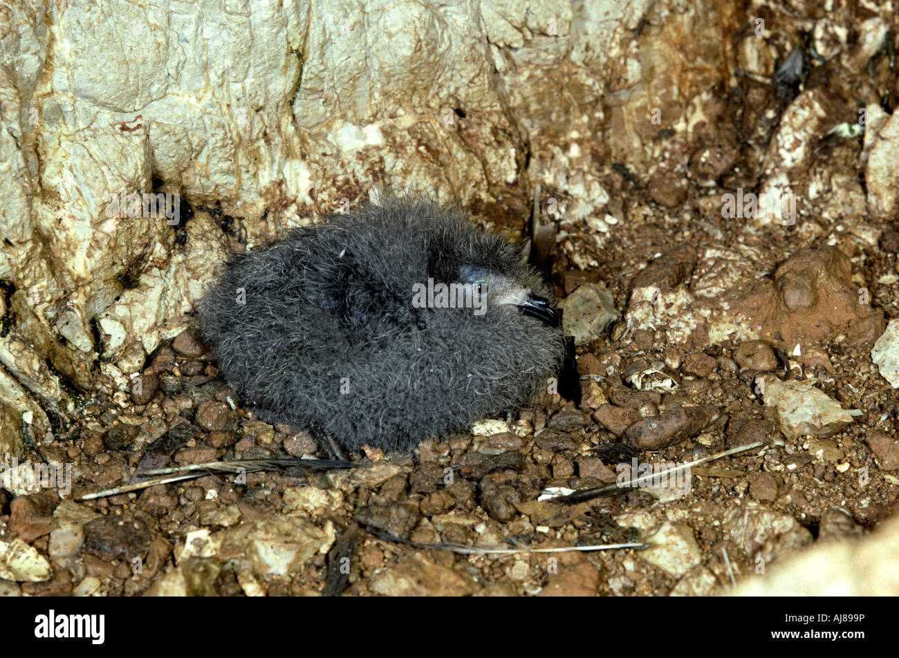 Storm Petrel (Hydrobates pelagicus) chick, Marettimo, Sicily, Italy Stock Photo