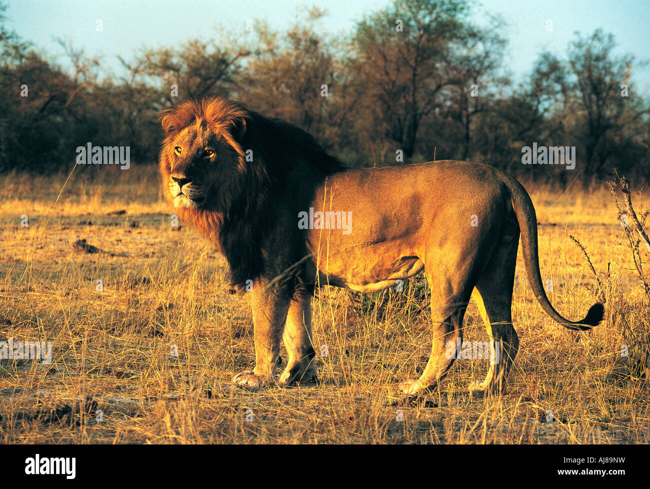 Male Black Lion Black Mane Lion Hi Res Stock Photography And Images