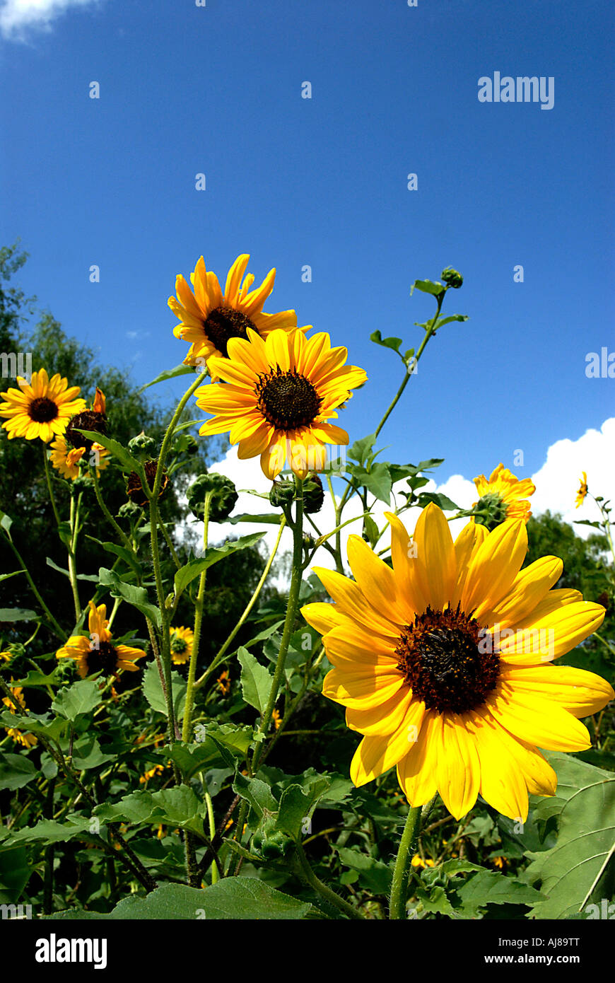 Common sunflower, Helianthus annuus,South Texas, USA Stock Photo Alamy