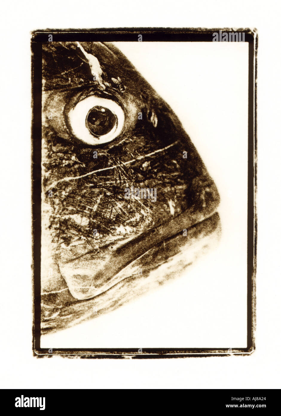 Black and white sepia toned litho print of fish head Stock Photo