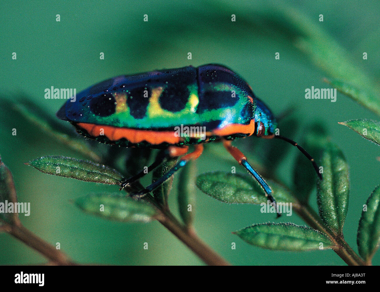 Brightly coloured Jewel Beetle Masvingo Zimbabwe Stock Photo