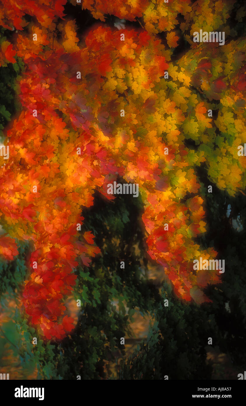 Autumn colours Bavaria Germany Stock Photo