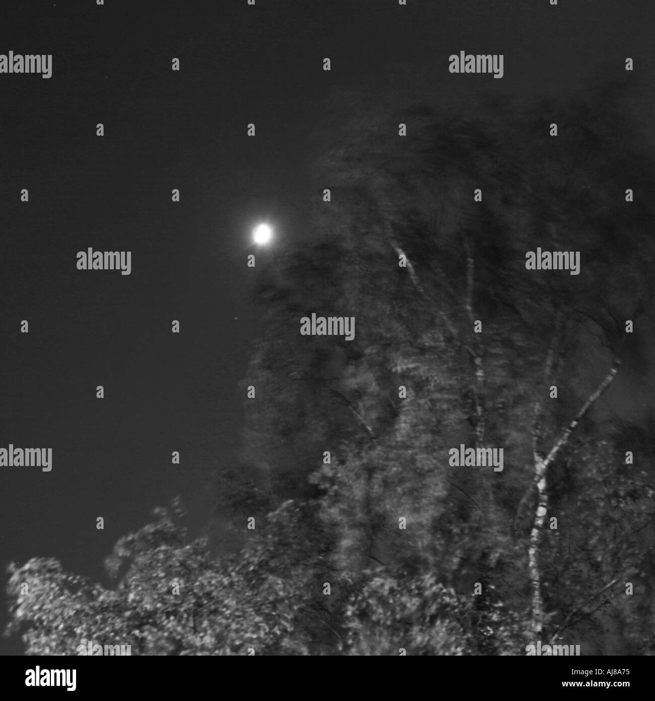 Moon behind trees Stock Photo