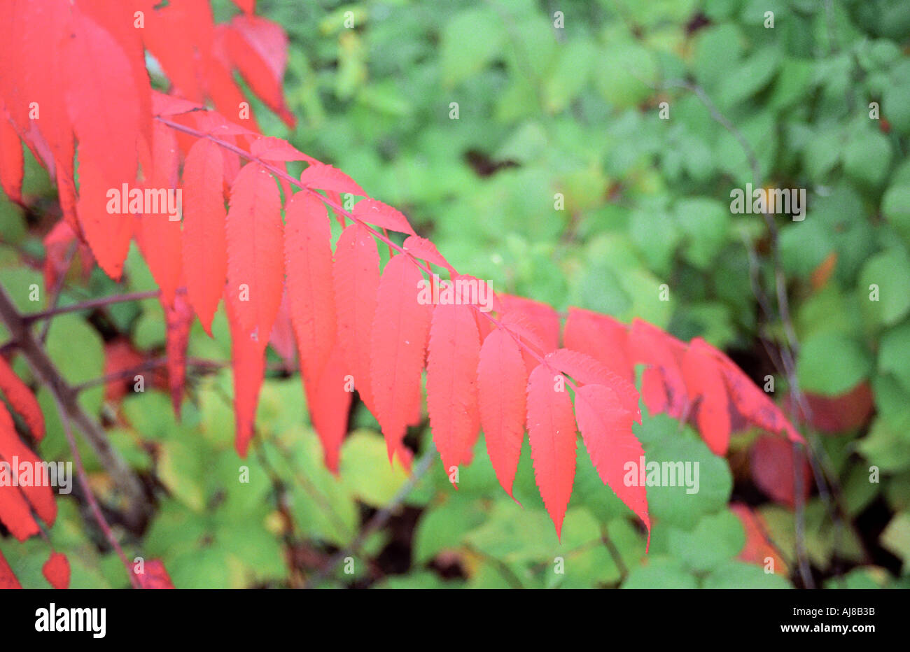Fall colors Stock Photo