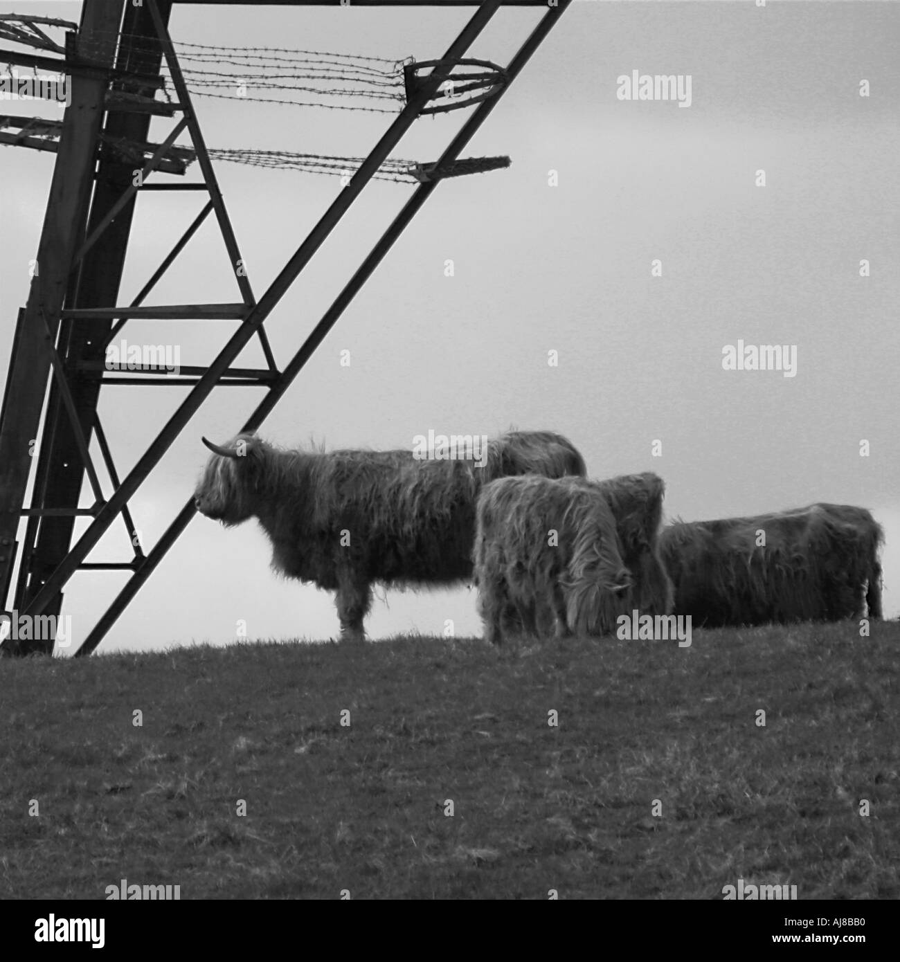 highland cow in field Stock Photo - Alamy