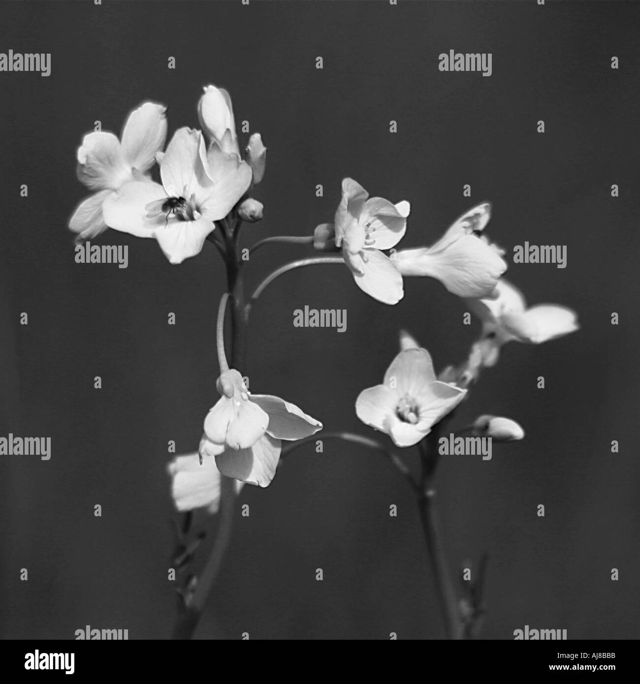 Black flowers Black and White Stock Photos & Images - Alamy