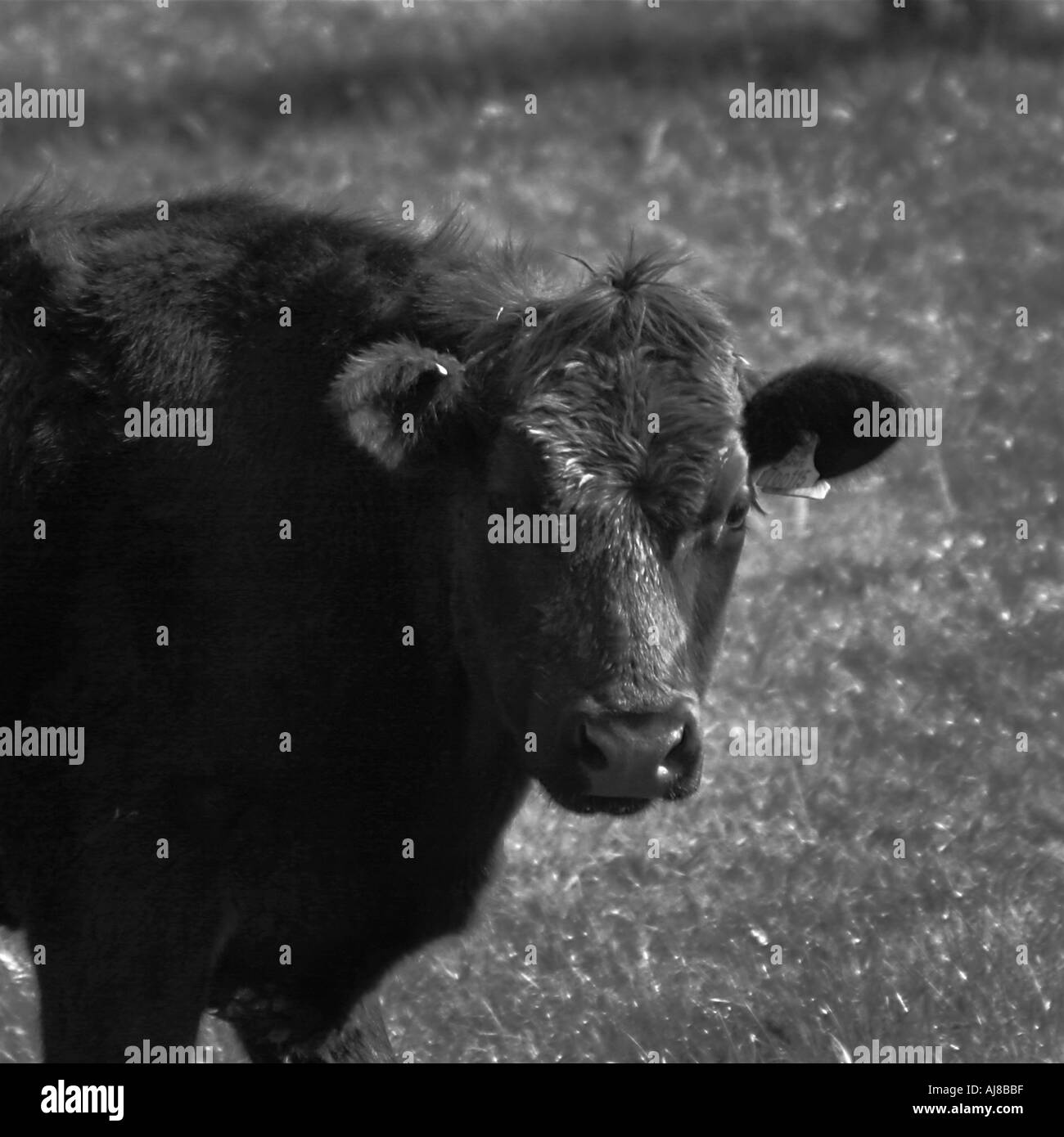 Cow and grass Black and White Stock Photos & Images - Alamy