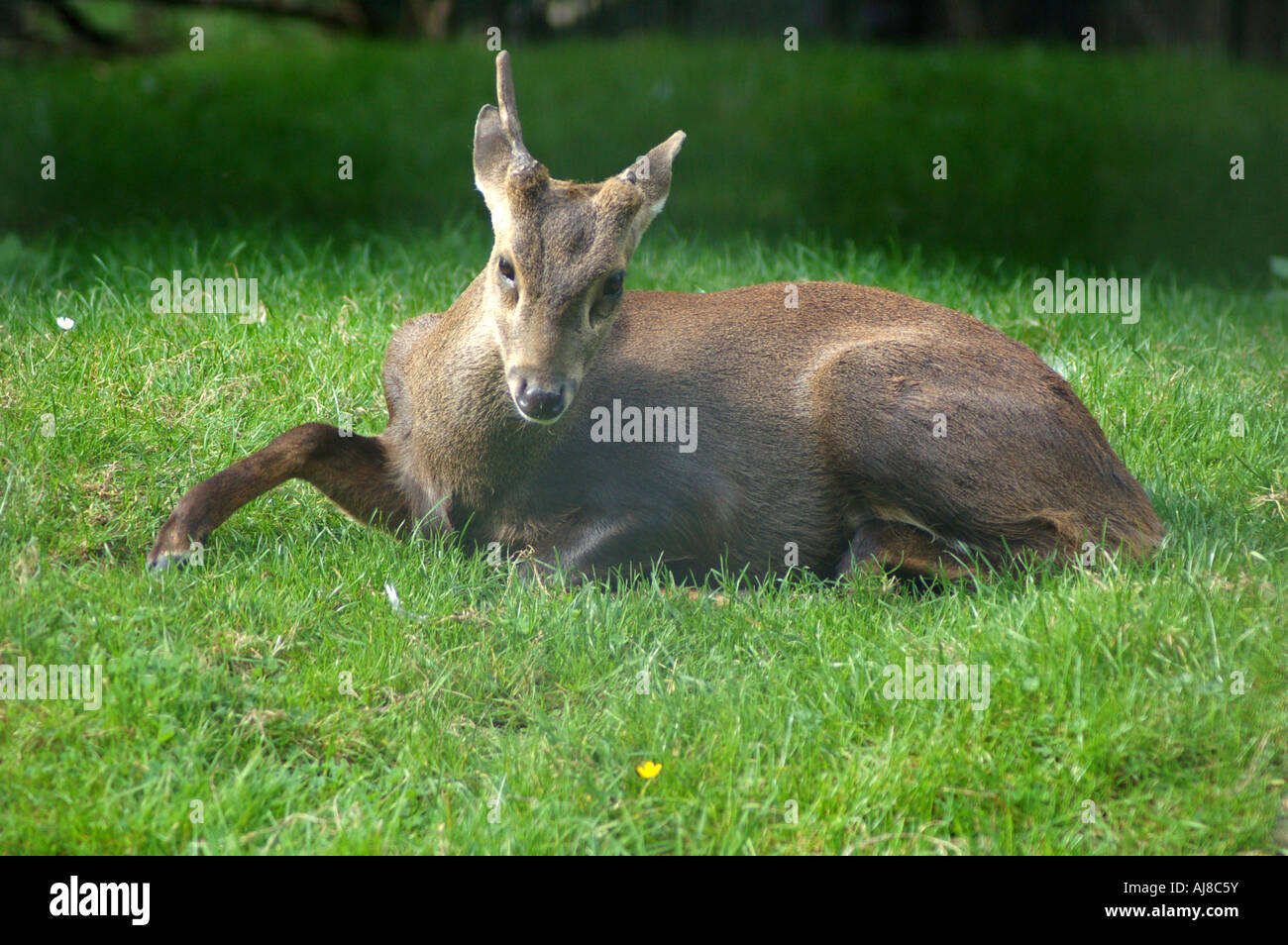 Deer lying down in Edinburgh Zoo Stock Photo Alamy