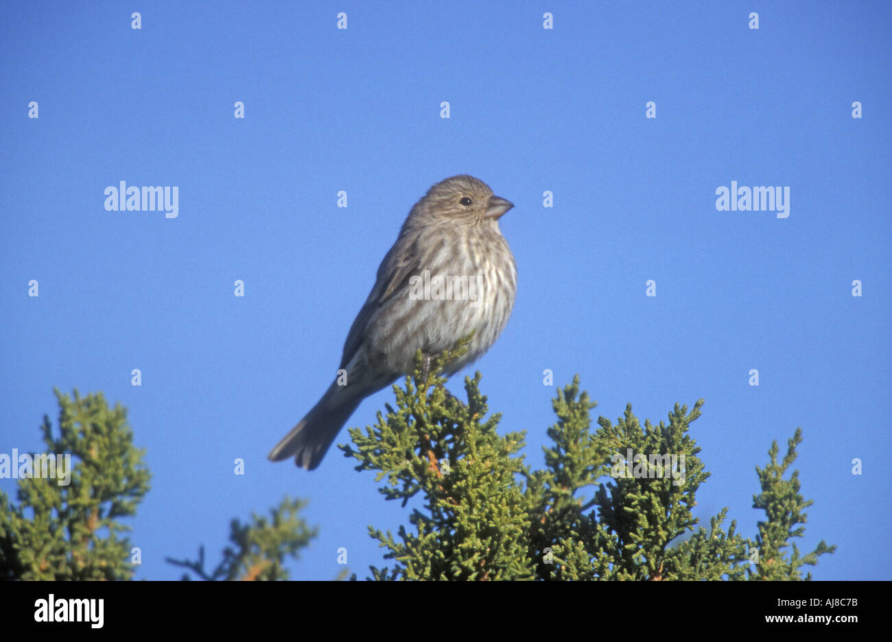 HOUSE FINCH Carpodacus mexicanus Stock Photo - Alamy