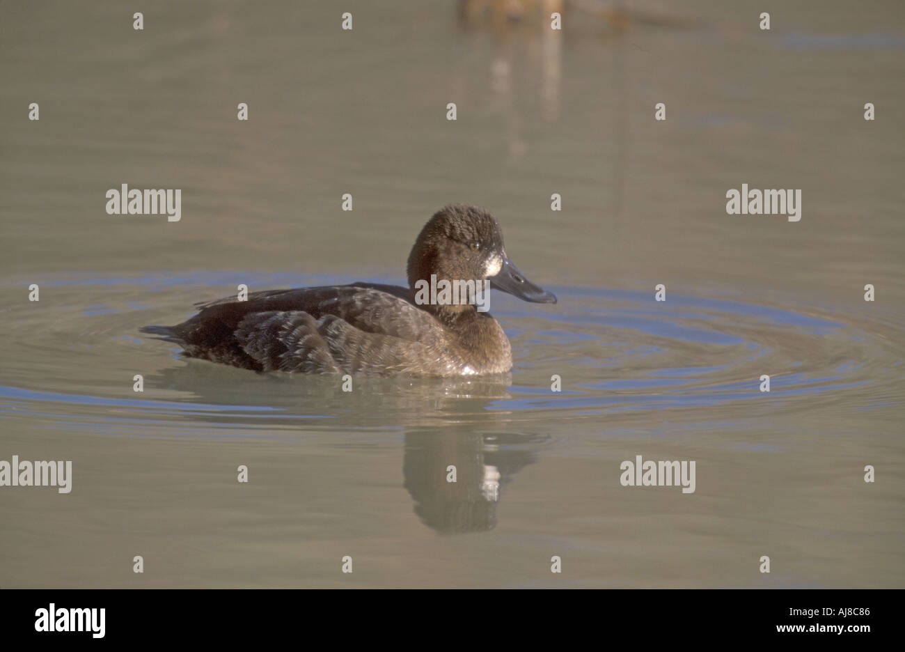 LESSER SCAUP Aythya affinis Stock Photo
