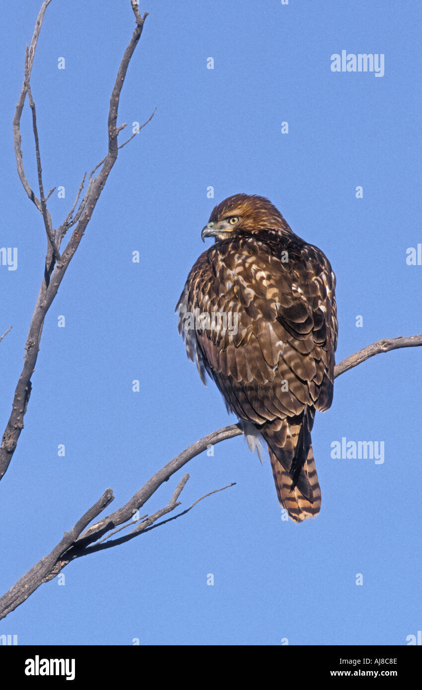 RED TAILED HAWK Buteo jamaicensis Stock Photo
