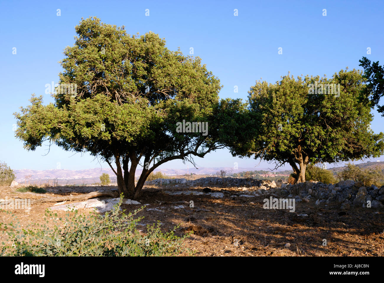 Israel lachish ancient carob hires stock photography and images Alamy