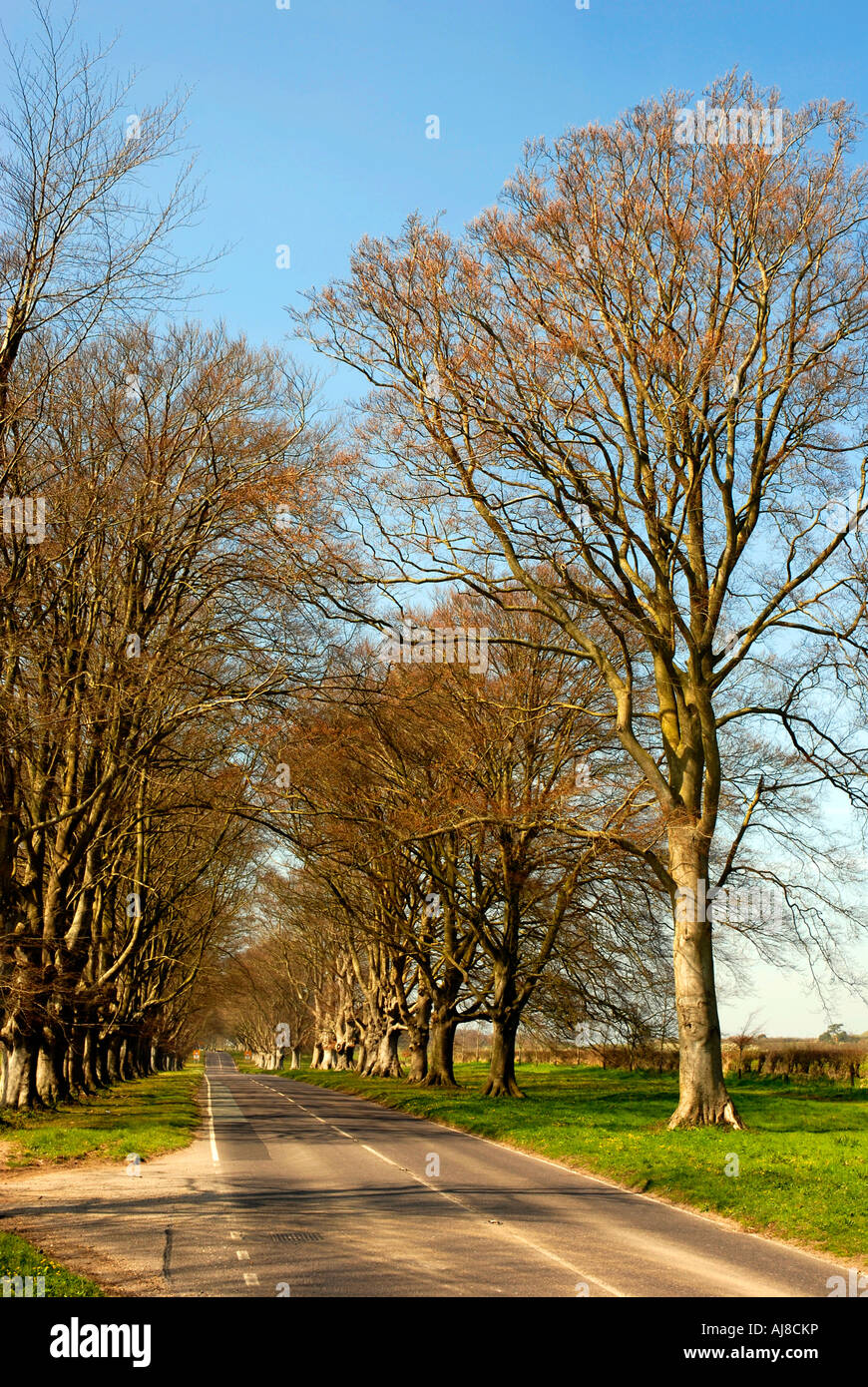 Avenue of beech trees on the B3082 road near Badbury Rings, Dorset