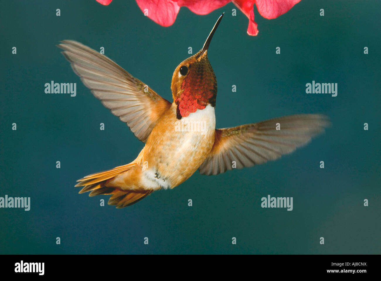 Rufous Hummingbird Selasphorus rufus male W N America, by Alan G Nelson/Dembinsky Photo Assoc Stock Photo