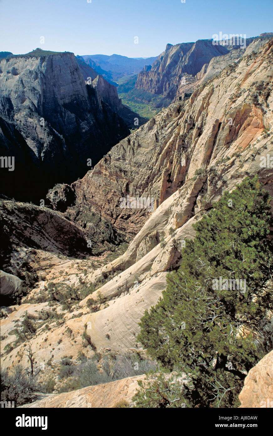 Elk224 2987 Utah Zion NP Zion canyon view from Observation Point Stock Photo