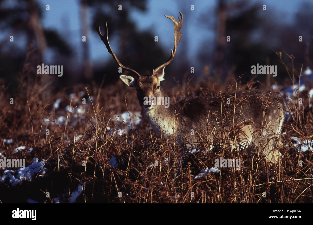 fallow deer stag taken january united kingdom Stock Photo