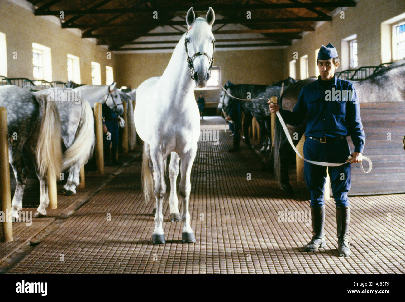 A splendid Lusitanian stallion in Portugal's national stud Stock Photo