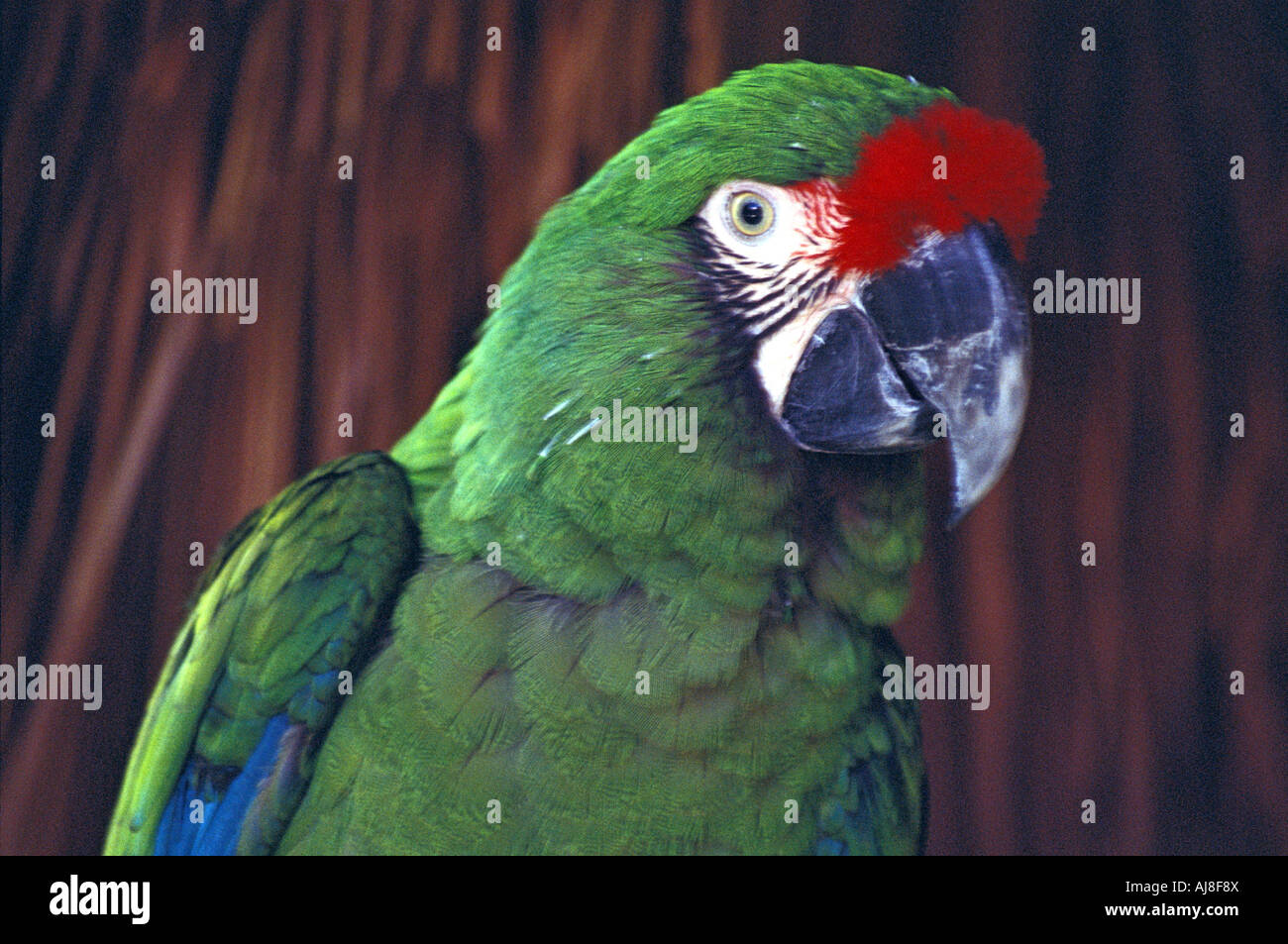Macaw Roo Military Macaw or Aras militaris, Quintana Roo, Mexico Stock Photo - Alamy