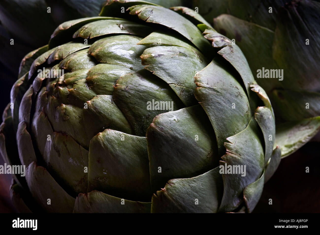 Stock photo of a globe artichoke Stock Photo Alamy