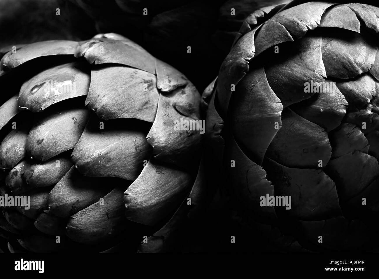 Stock photo of two globe artichokes shot in black and white Stock Photo