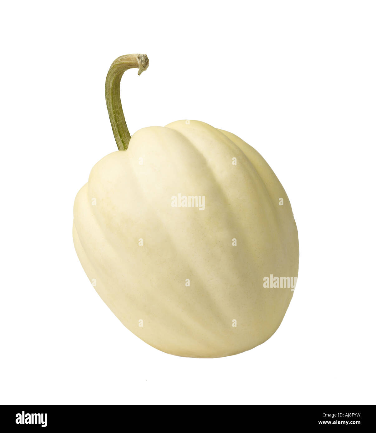 White Acorn Squash Stock Photo Alamy