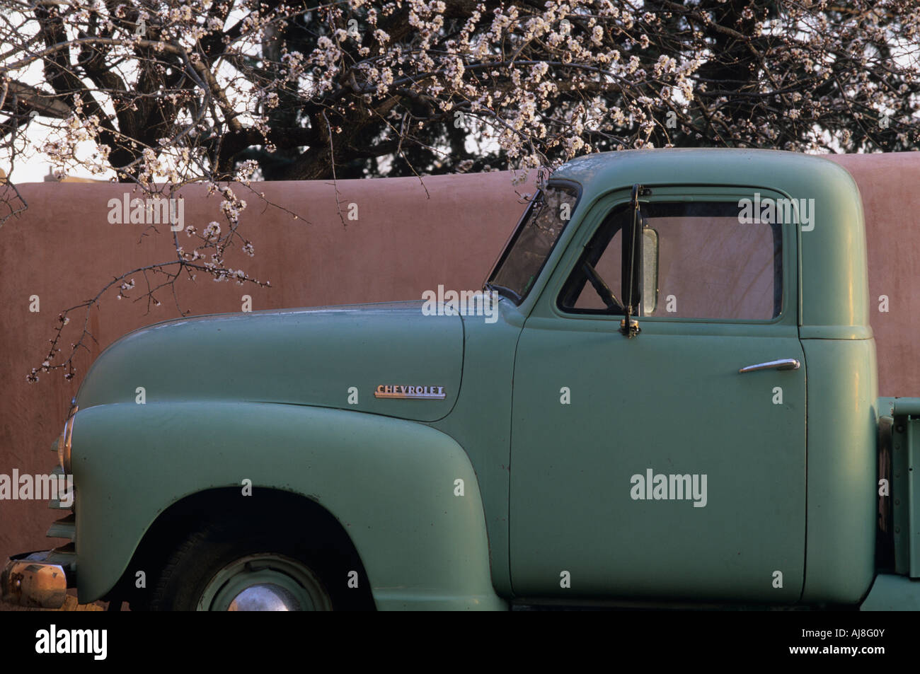 USA New Mexico Santa Fe Old 1950 s era Chevrolet pickup truck parked under cherry blossom tree beside adobe home Stock Photo