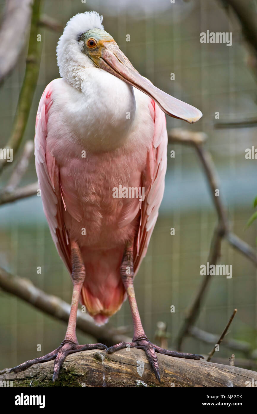 Spoonbill hi-res stock photography and images - Alamy