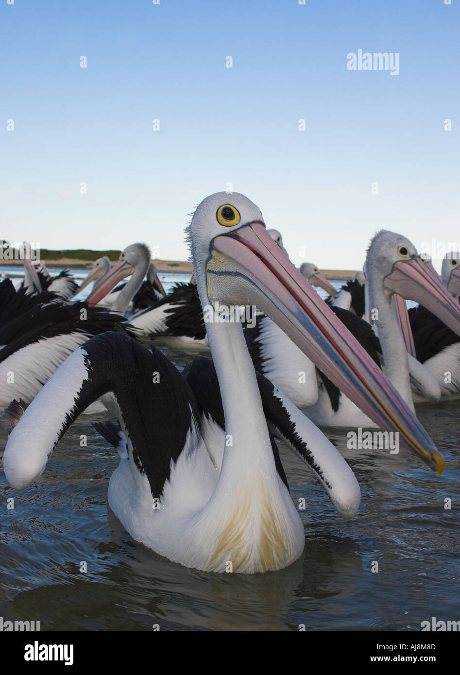 Australian pelican pelecanus conspicillatus, flock on the water Stock Photo