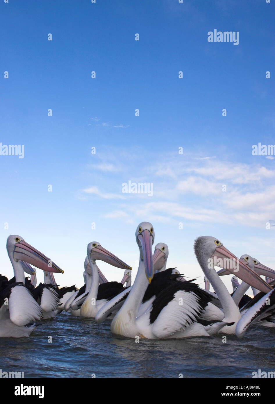 Australian pelican pelecanus conspicillatus, flock on the water Stock Photo