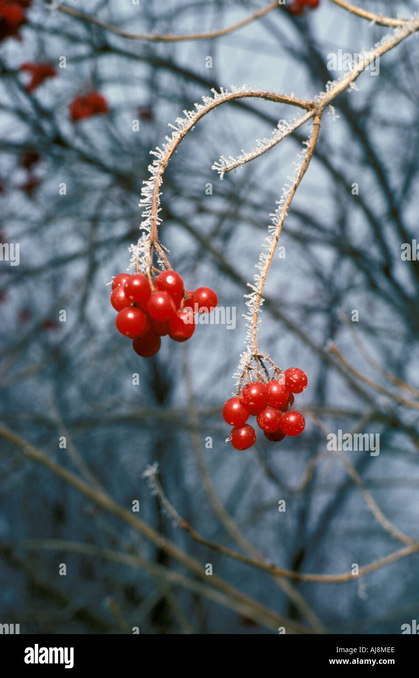 Berries and frost in winter near Milford Michigan Stock Photo