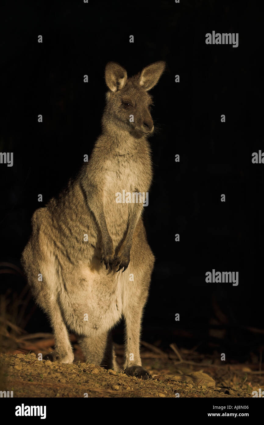 kangaroo eastern grey macropus giganteus Stock Photo