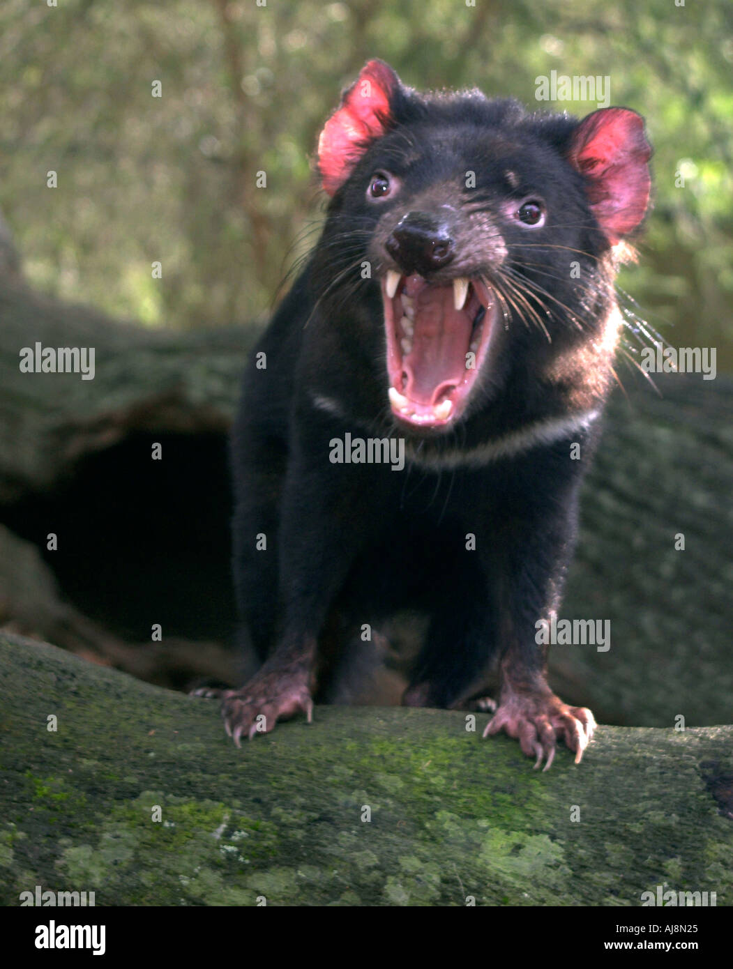 tasmanian devil sarcophilus harrisi, single adult on a rock yawning Stock Photo