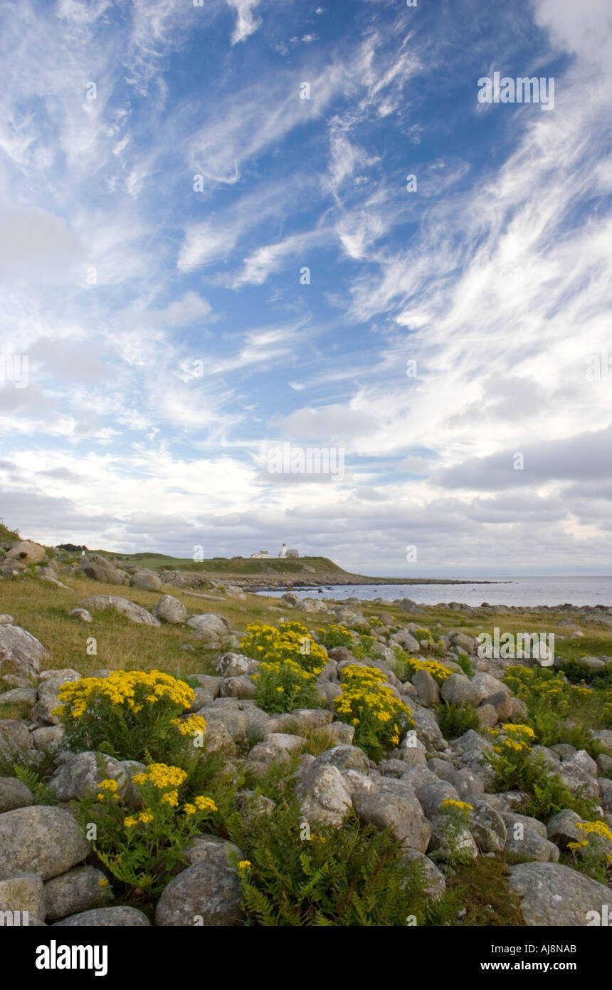 Summerflowers at Jaeren, Stavanger area, Norway. In the background, Obrestad lighthouse. Stock Photo