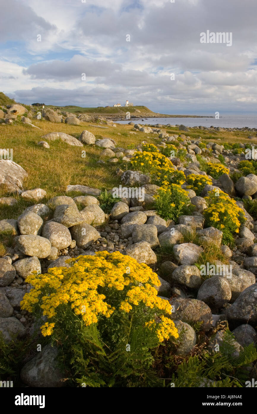 Summerflowers at Jaeren, Stavanger area, Norway. In the background, Obrestad lighthouse. Stock Photo