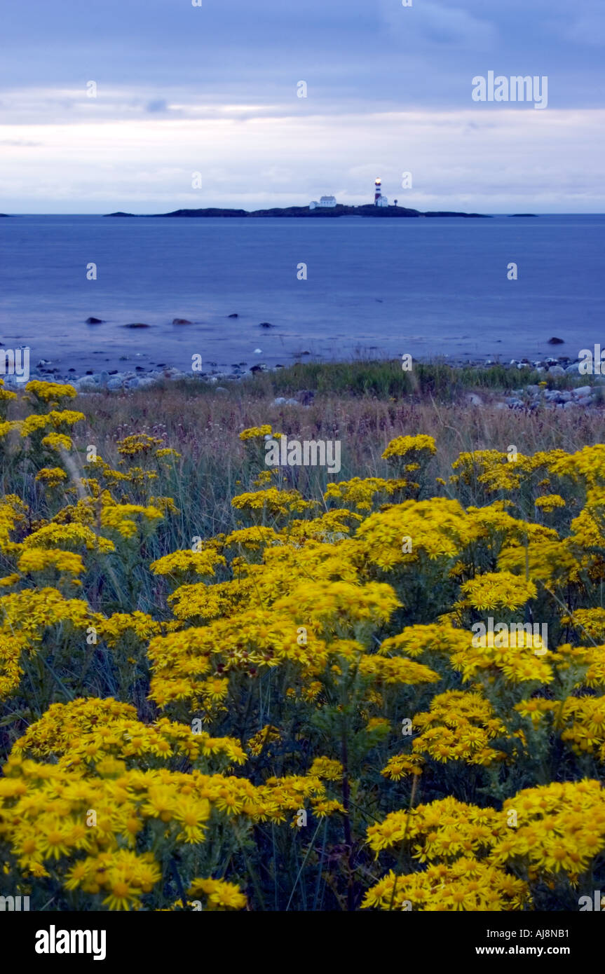 Summerflowers at Jaeren, Stavanger area, Norway. In the background, Feistein lighthouse. Stock Photo
