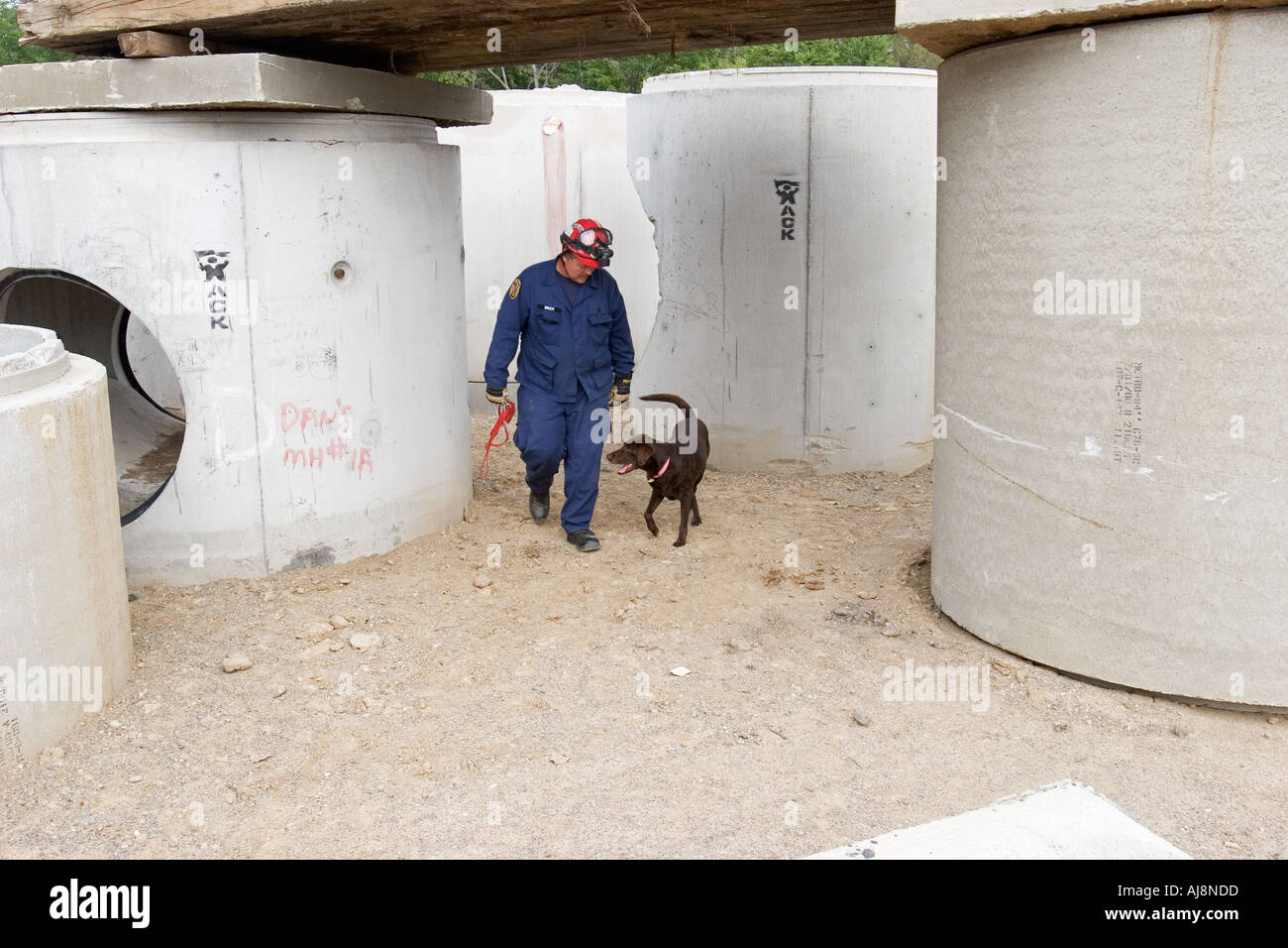 Dogs Training for Emergency Rescue Work Stock Photo