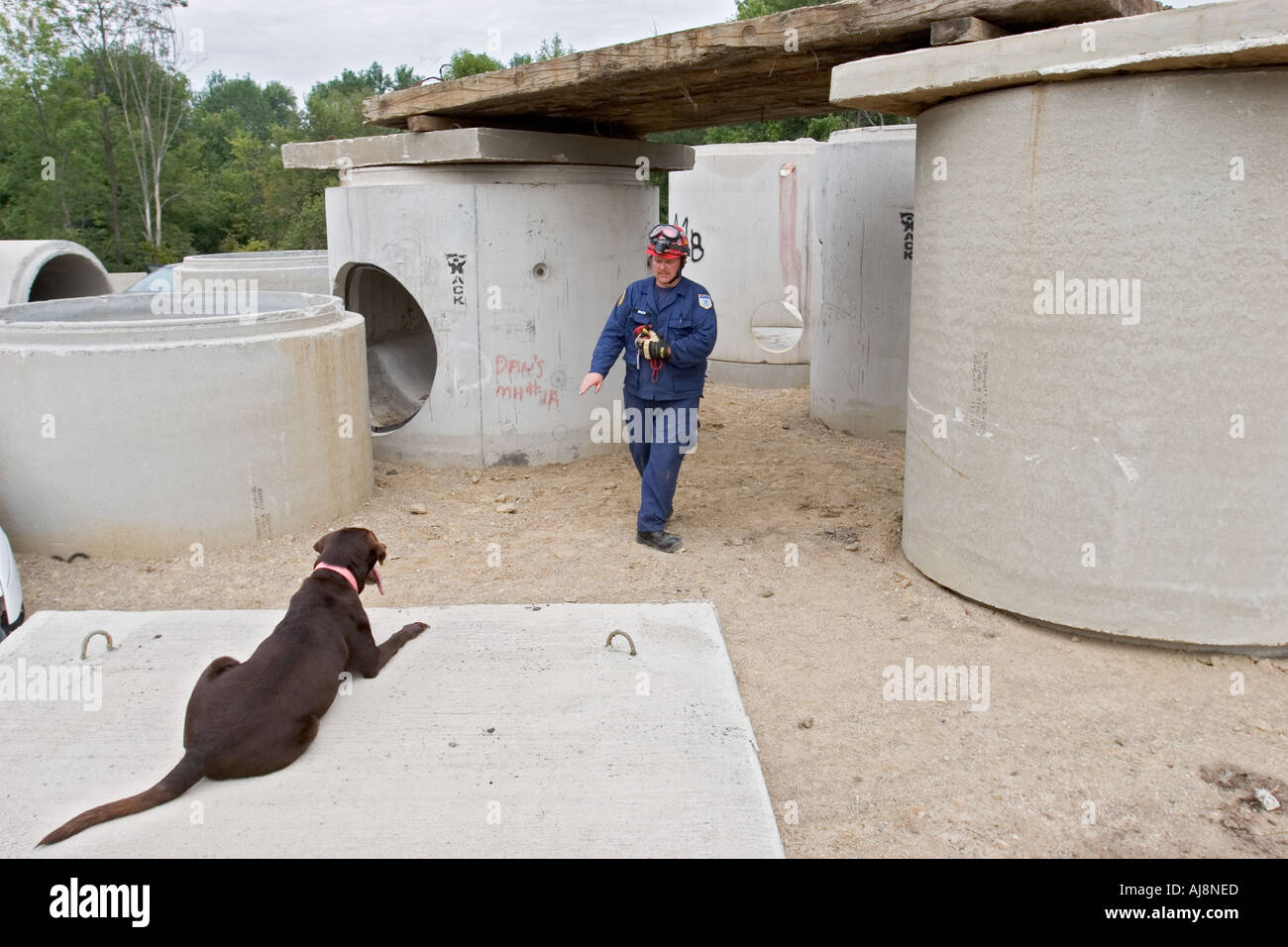 Dogs Training for Emergency Rescue Work Stock Photo