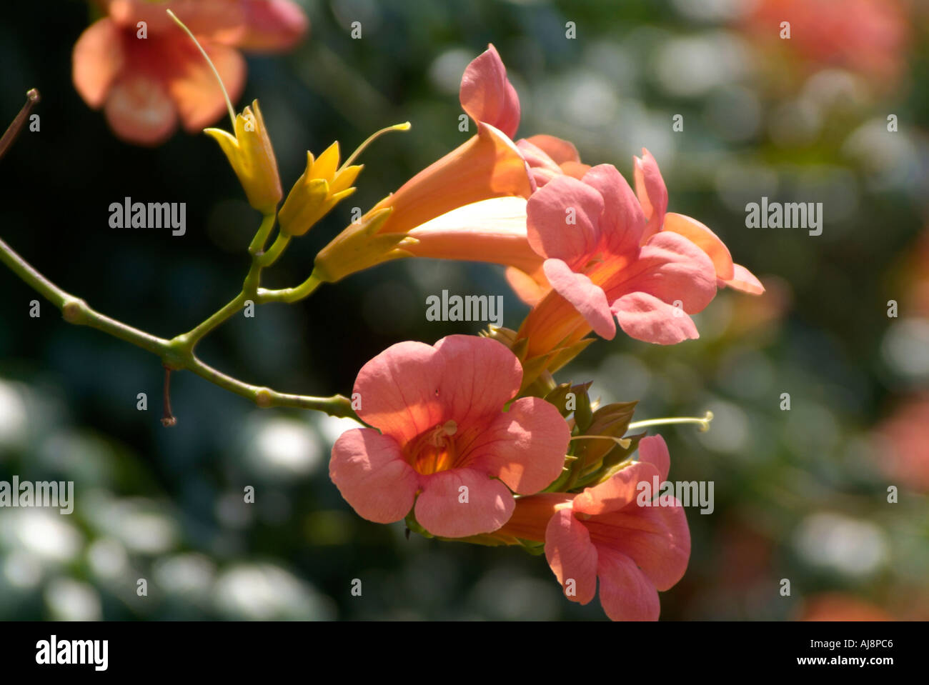 Trumpet Vine Flowers Stock Photo Alamy