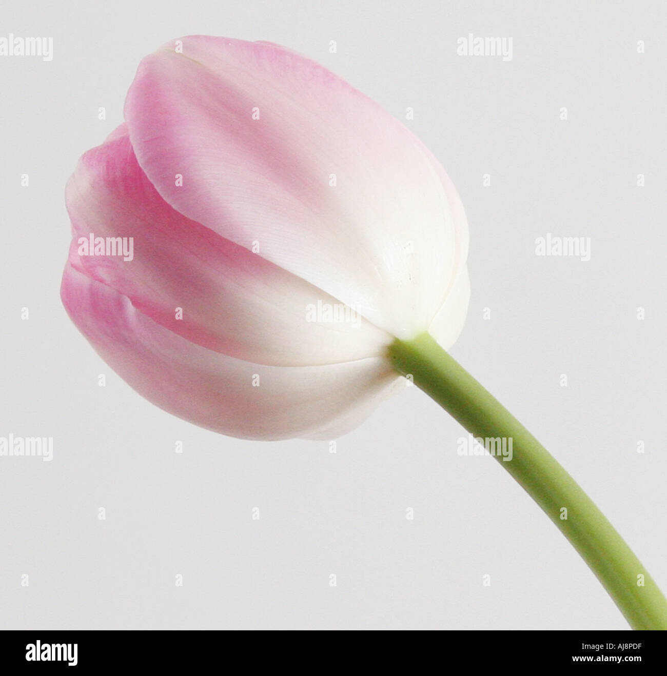 PINK TULIP ON WHITE BACKGROUND Stock Photo - Alamy